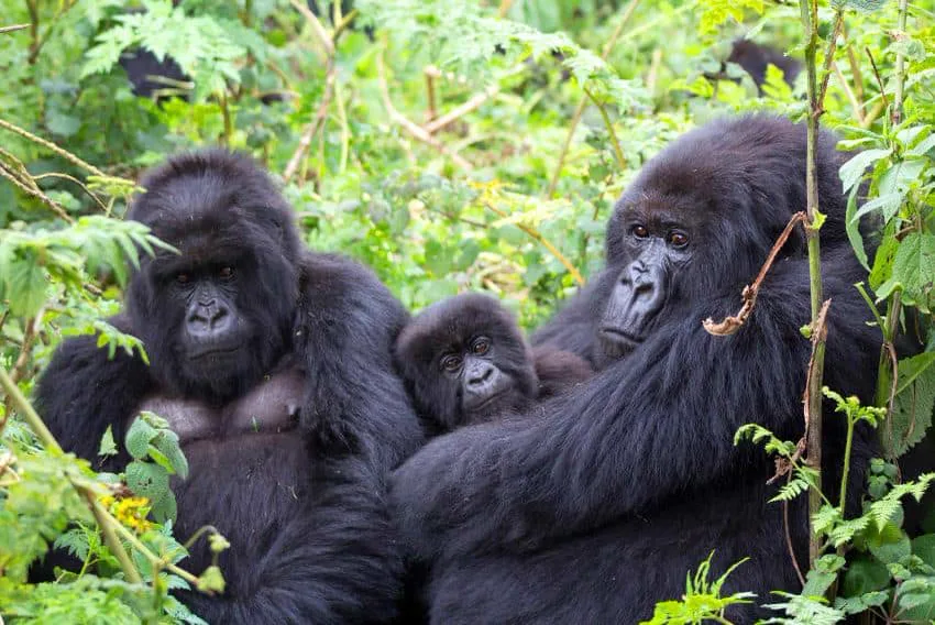 Mountain gorilla family