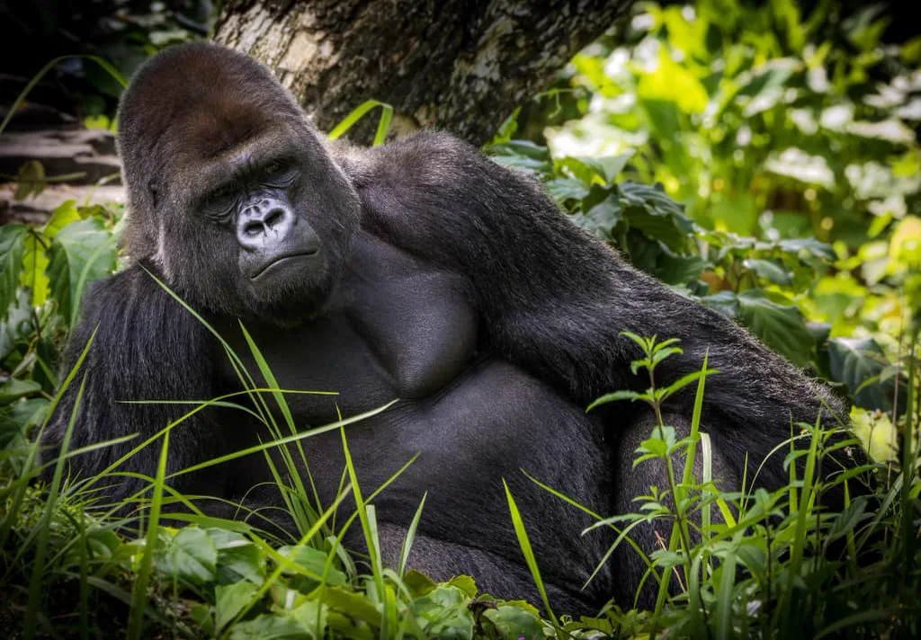 4-Day Luxury Bwindi Gorilla Safari