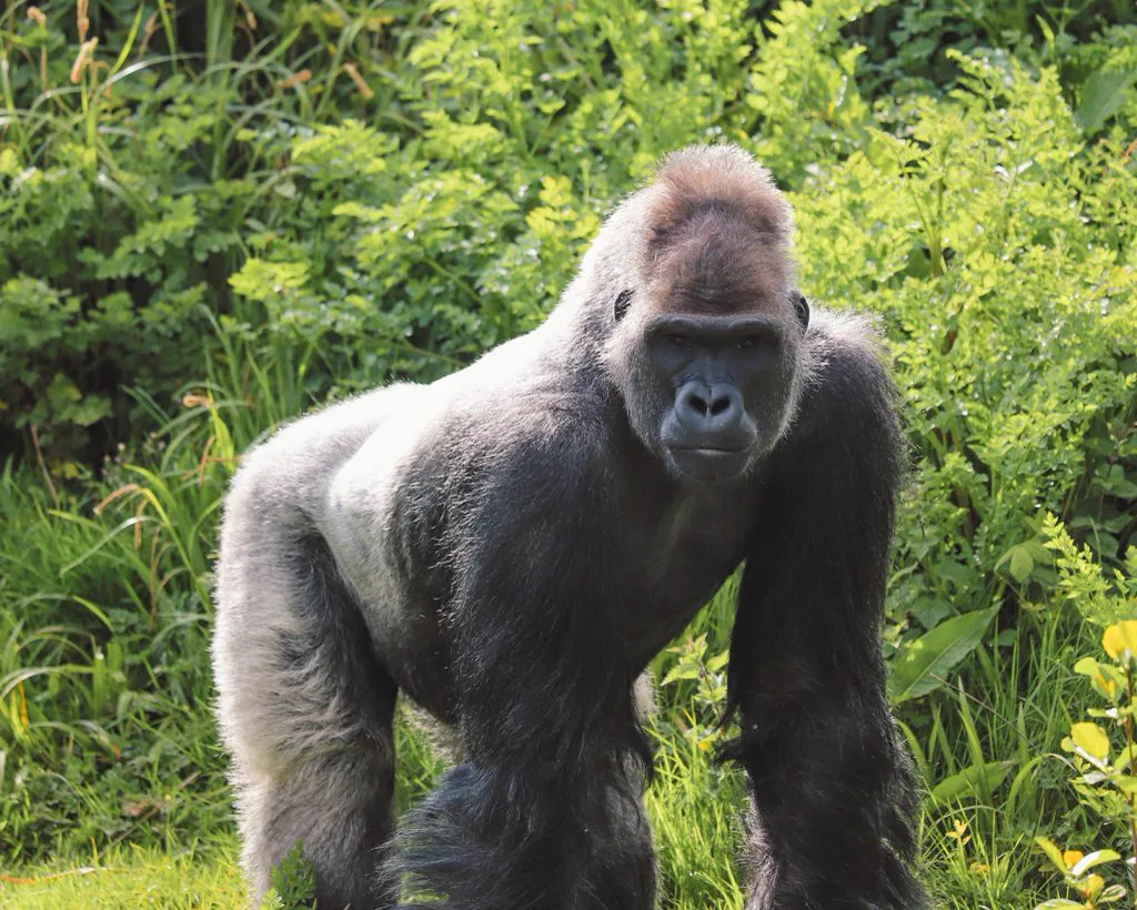 3-Day Bwindi Gorilla Trekking Safari