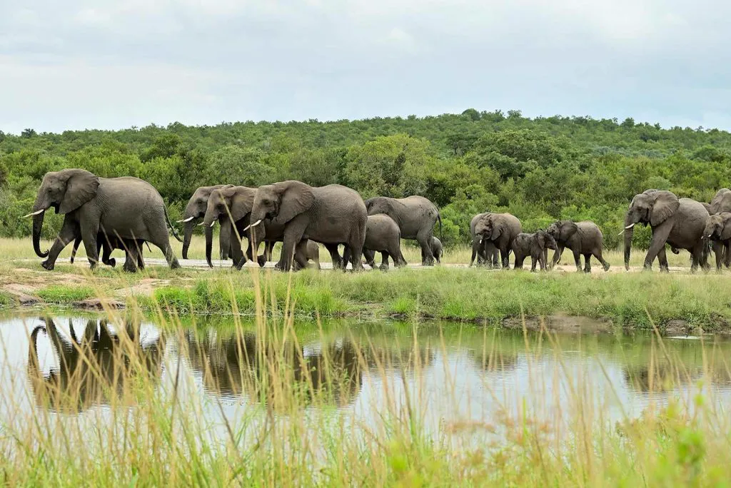 7-Day Gorillas & Wildlife Luxury Safari
